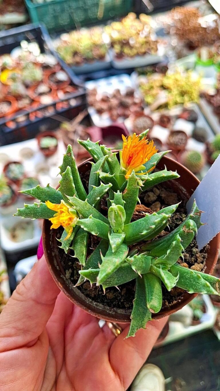 Faucaria sp