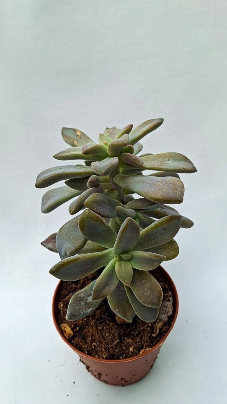 Graptopetalum sp