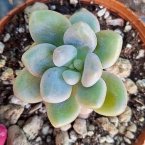 Graptopetalum amethystinum x lilacina x oviferum