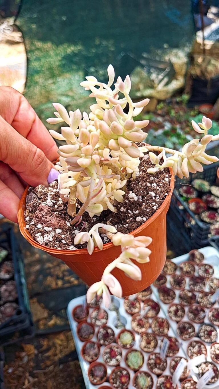 Graptopetalum Mendozae Variegata Korean