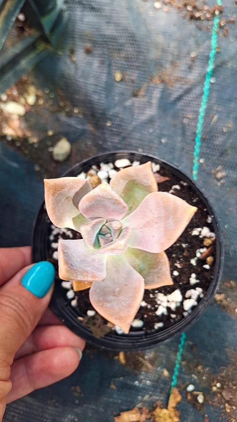 Graptopetalum purple delight