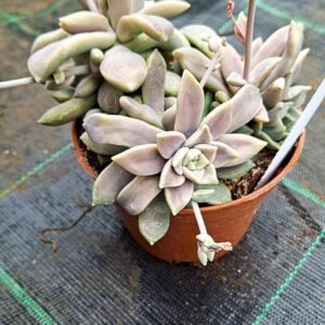 Graptopetalum sp