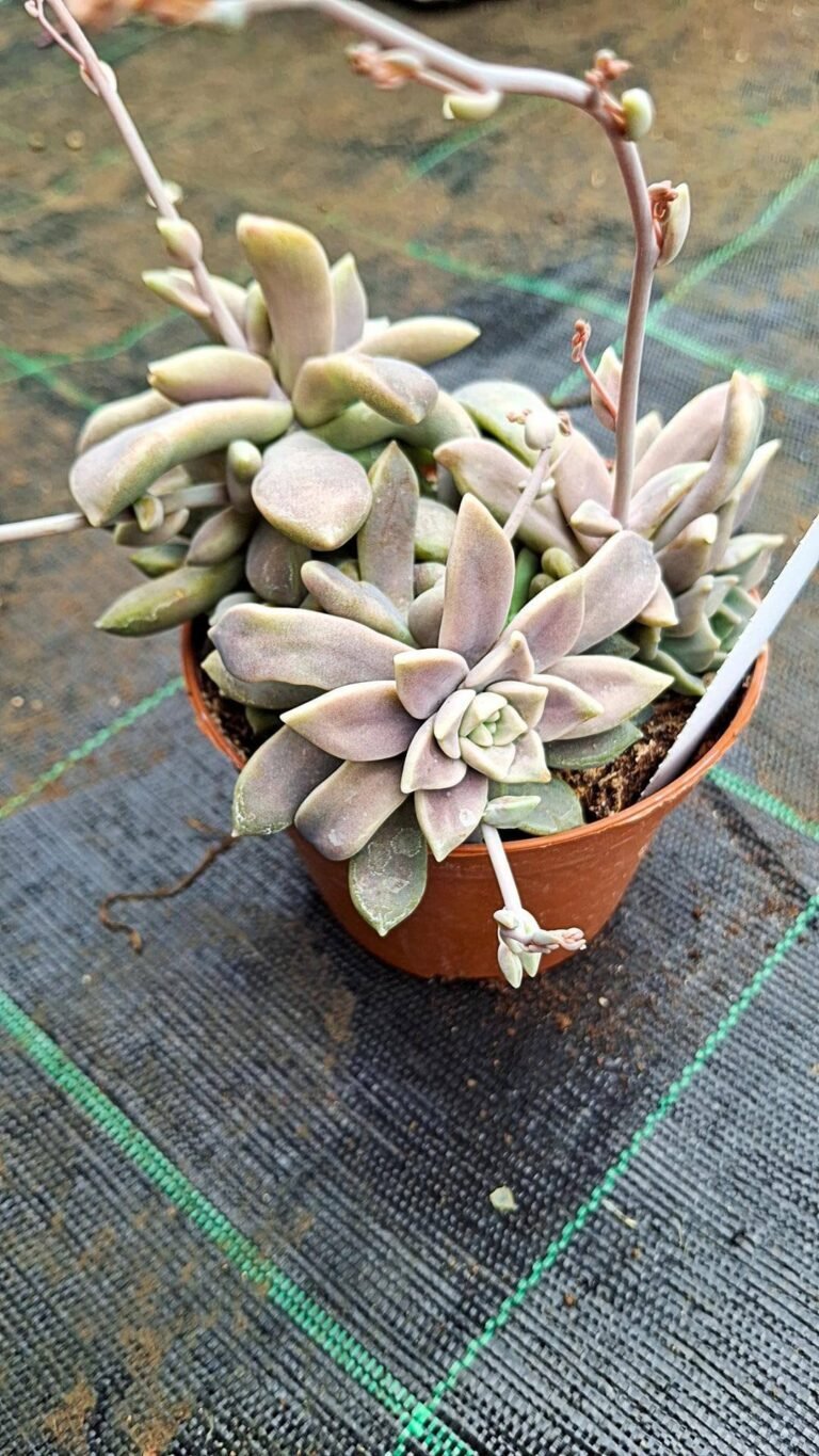 Siracactus-succulente-Graptopetalum-sp.jpg