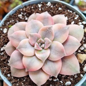 Graptopetalum superbum aura variegata