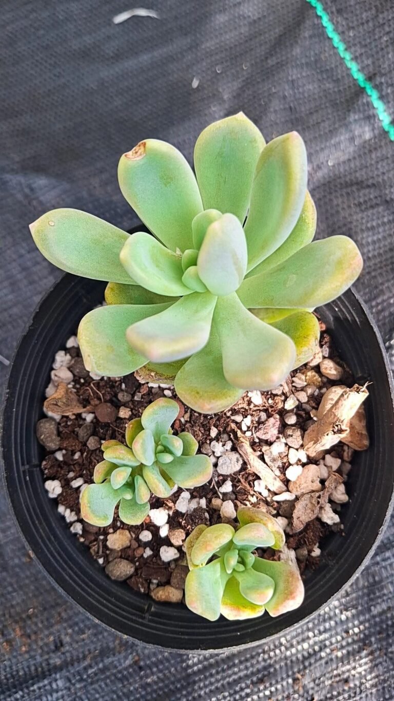 Graptoveria “Fantome”