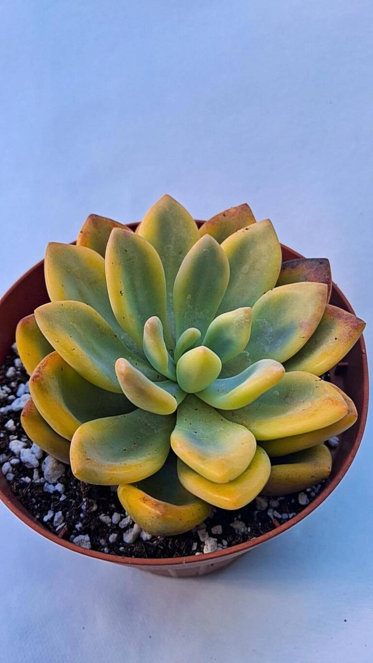 Graptoveria Opalina variagata korean