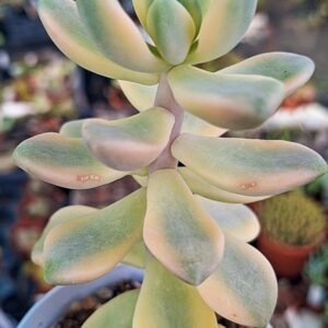 Graptoveria Titubans Variegata