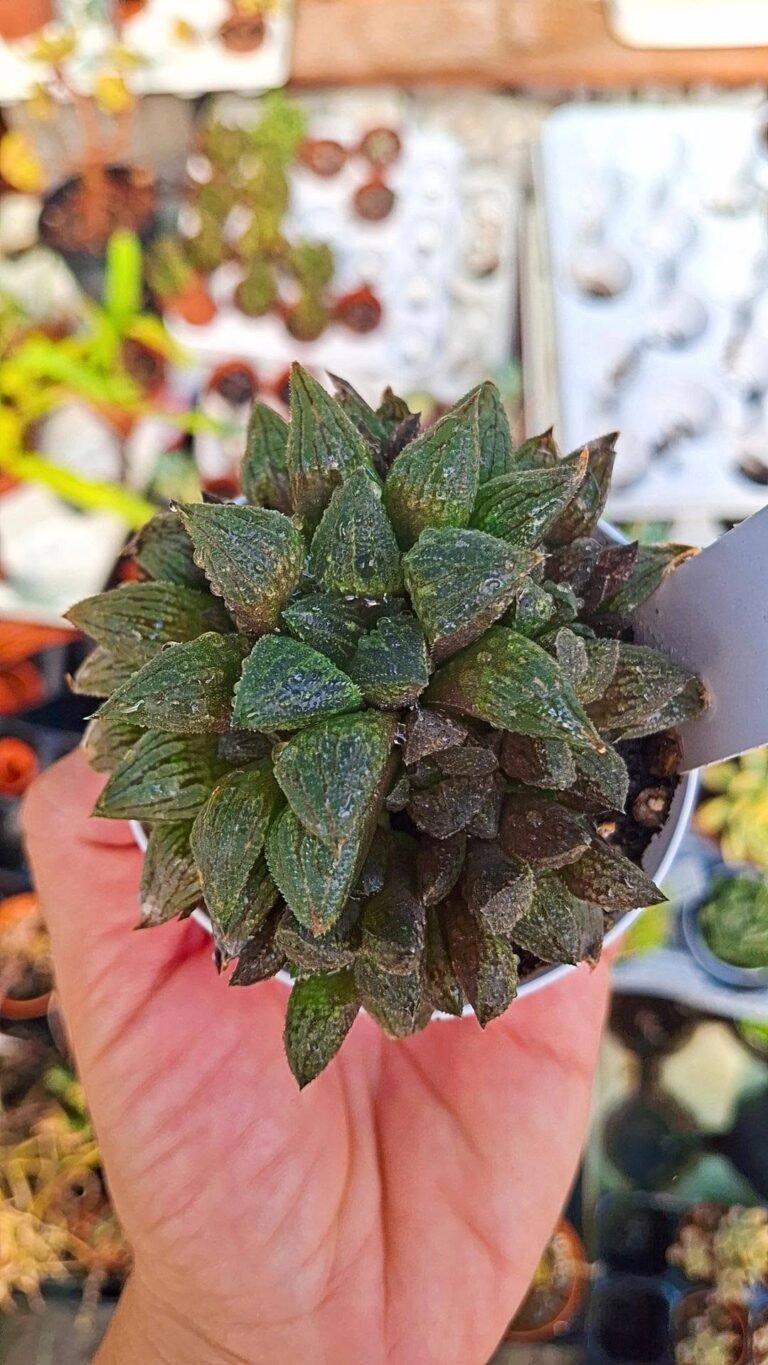 Haworthia Sugar Plum