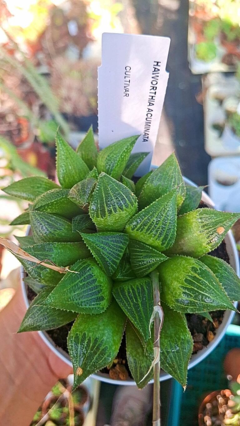 Haworthia acuminata