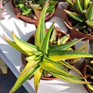 Haworthia Attenuata Variegata