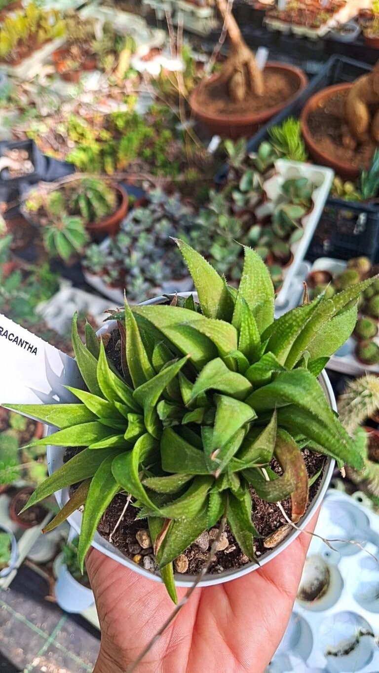 Haworthia Chloracantha