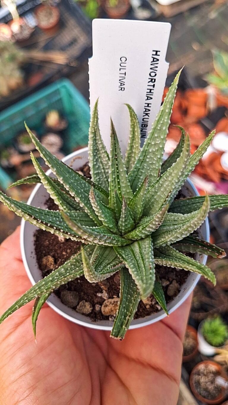 Haworthia hakobijin Variegata