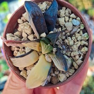 Haworthia heidelbergensis variegata