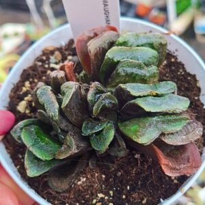 Haworthia Truncata x Maughanii