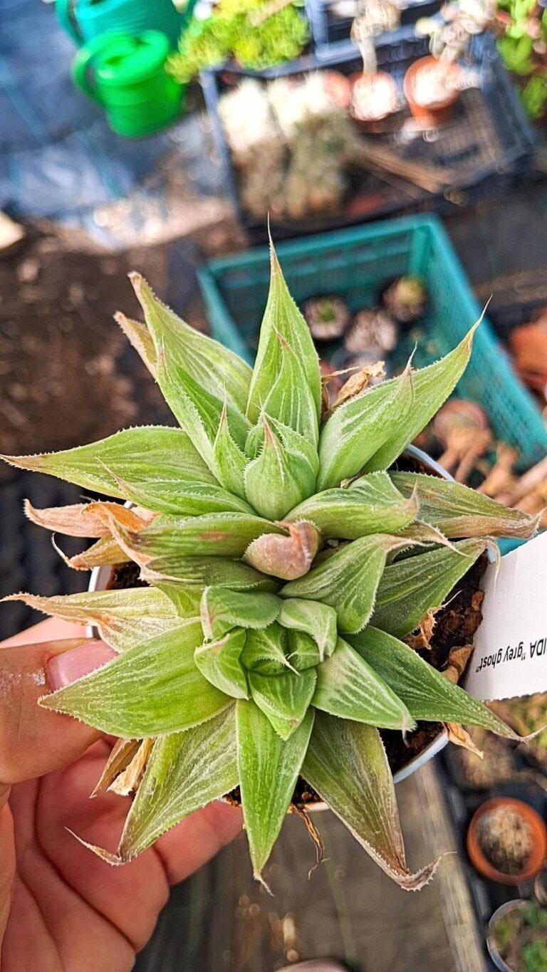 Haworthia turgida v. Grey Ghost