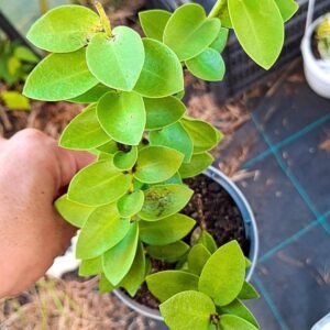 Hoya Cumingiana