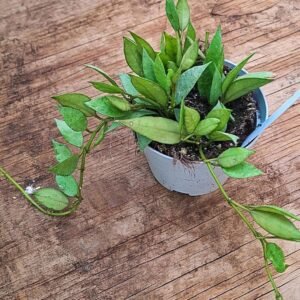 Hoya lacunosa mint