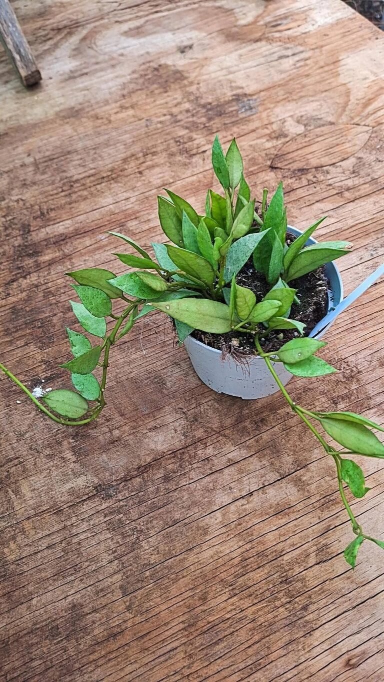Hoya lacunosa mint