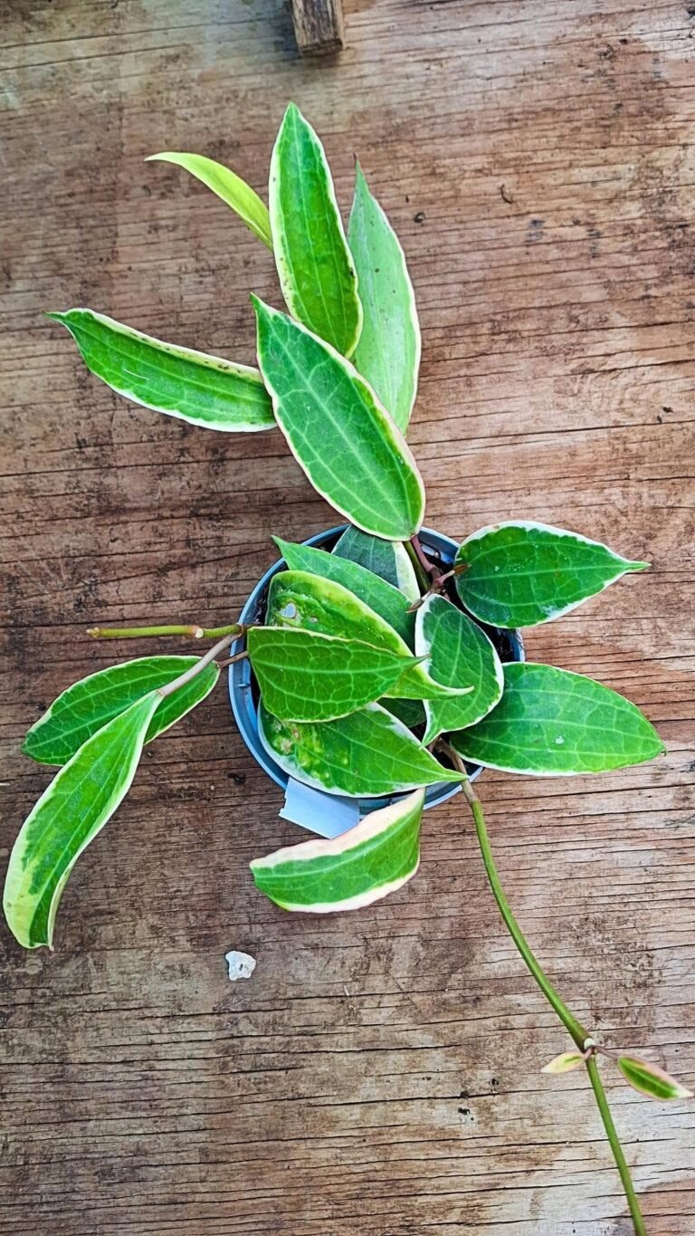 Hoya macrophylla albomarginata
