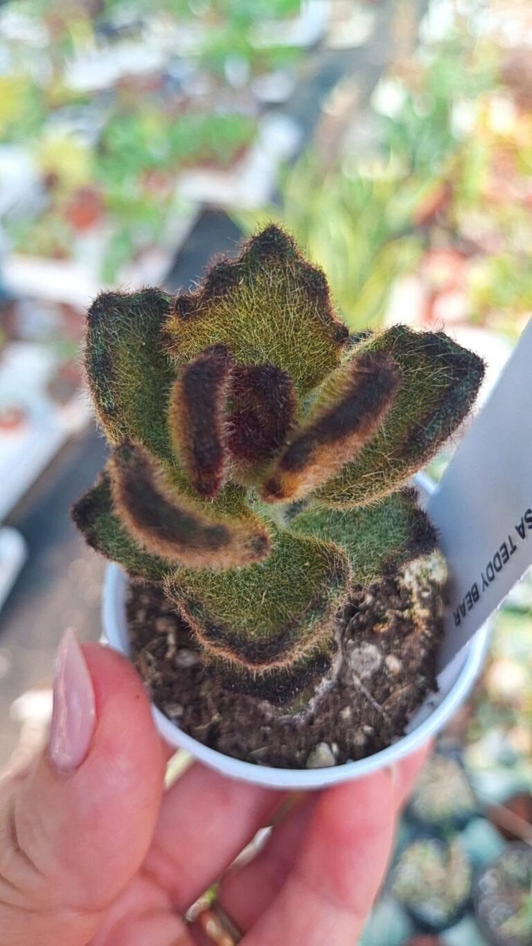 Kalanchoe tomentosa teddy bear