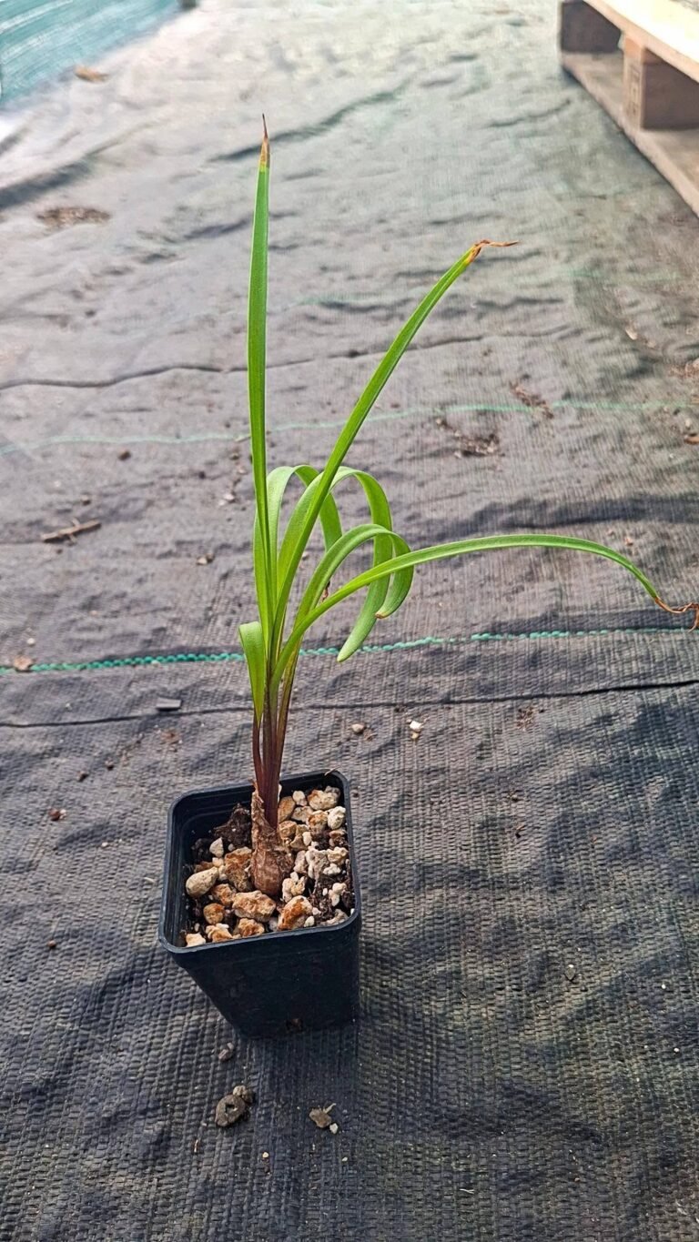Ledebouria sp springvalley