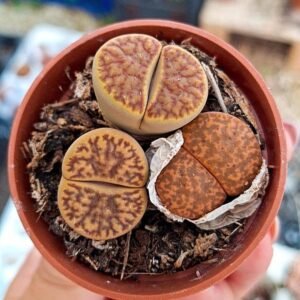 Lithops mix