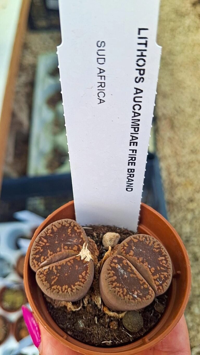 Lithops aucampiae Fire brand