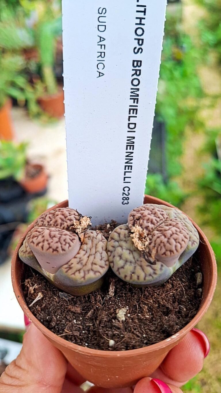 Siracactus-succulente-Lithops-bromfieldi-mannelli-C-283.jpg