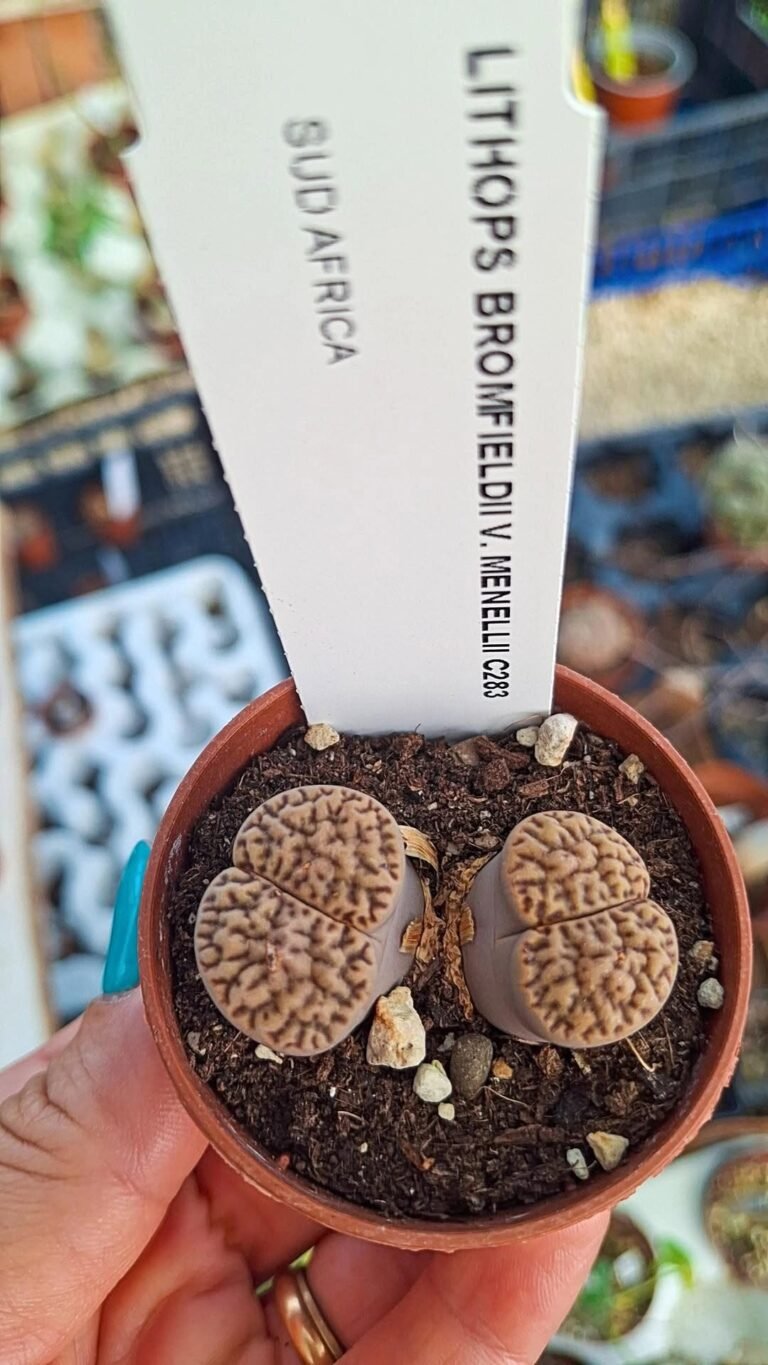 Lithops bromfieldii v menellii
