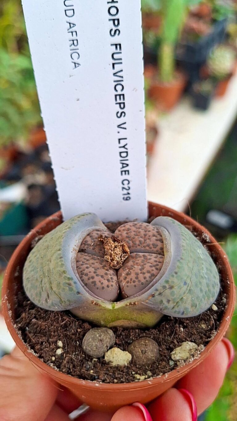 Siracactus-succulente-Lithops-fulviceps-v-lydiae.jpg