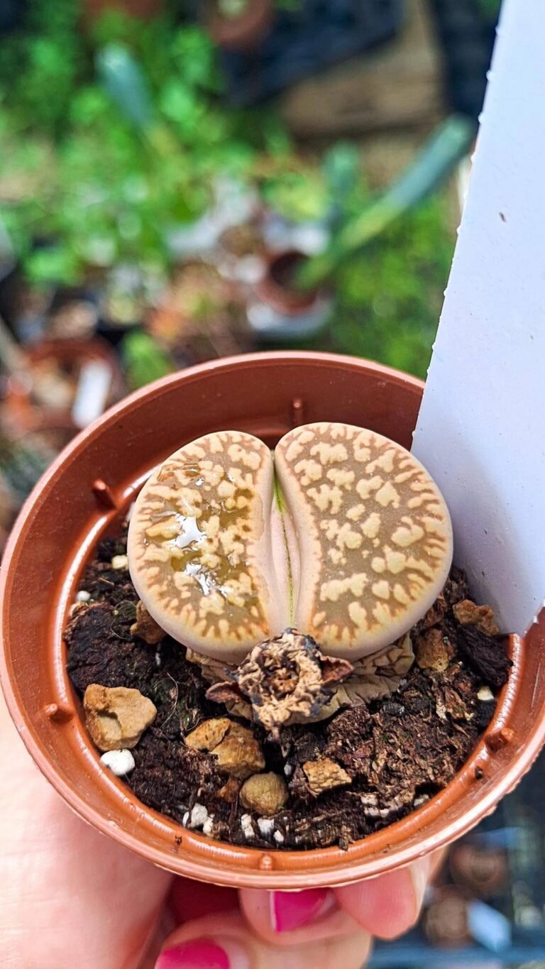 Lithops gesinae annae
