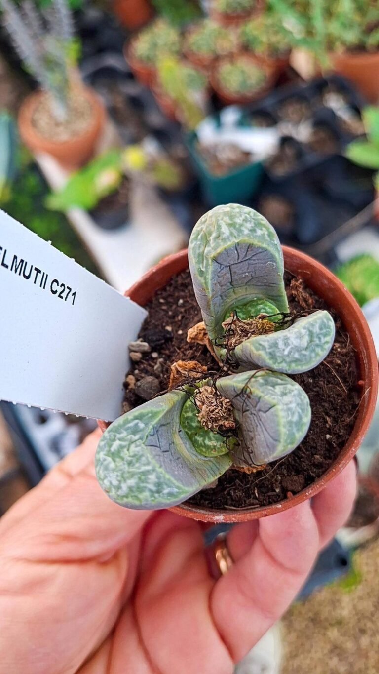 Lithops helmutii