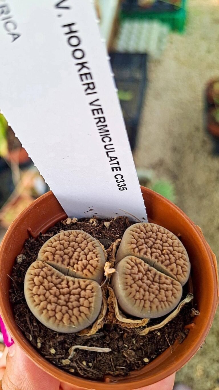 Lithops hookeri v hookeri vermiculate