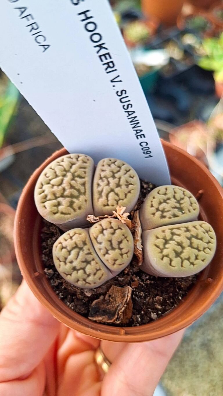 Lithops hookeri v susannae