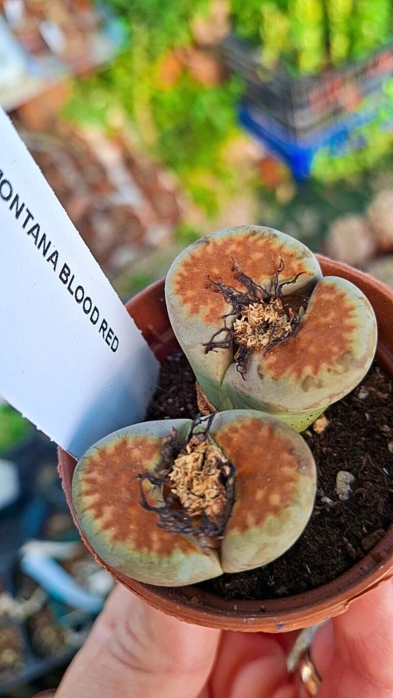 Lithops karasmontana Blood Red