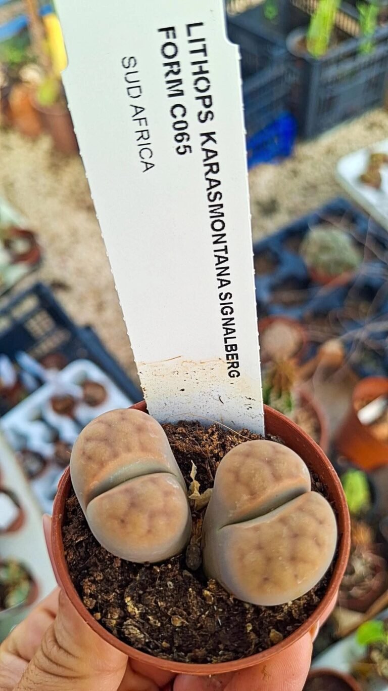 Lithops karasmontana signalberg form