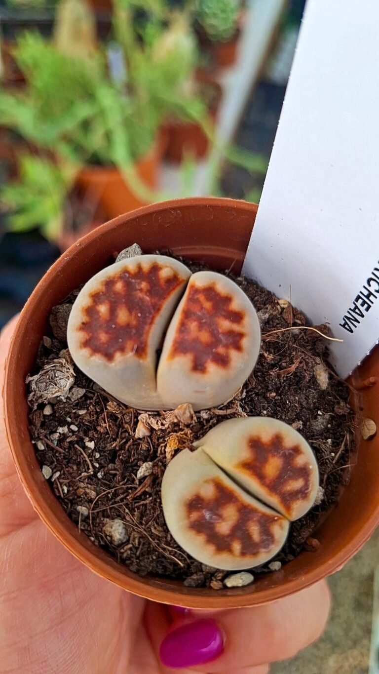 Lithops karasmontana v lericheana