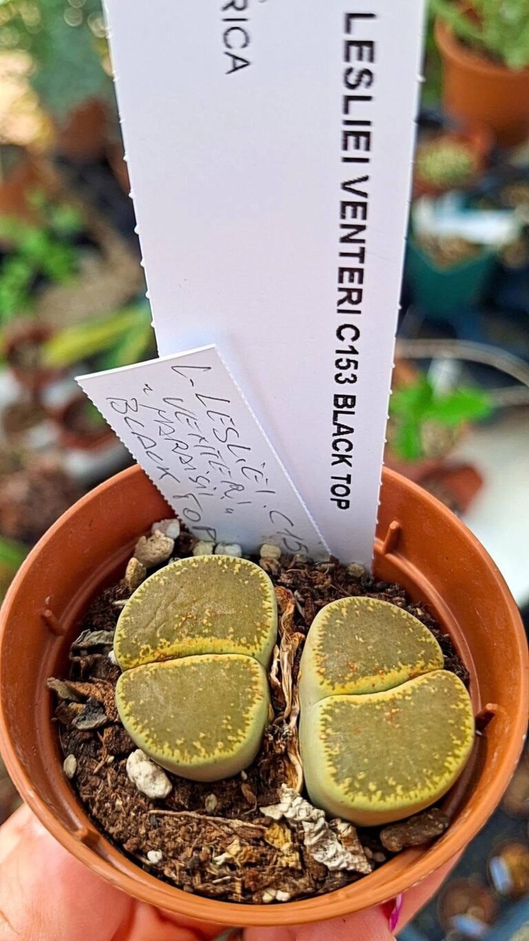 Lithops lesliei venteri black top