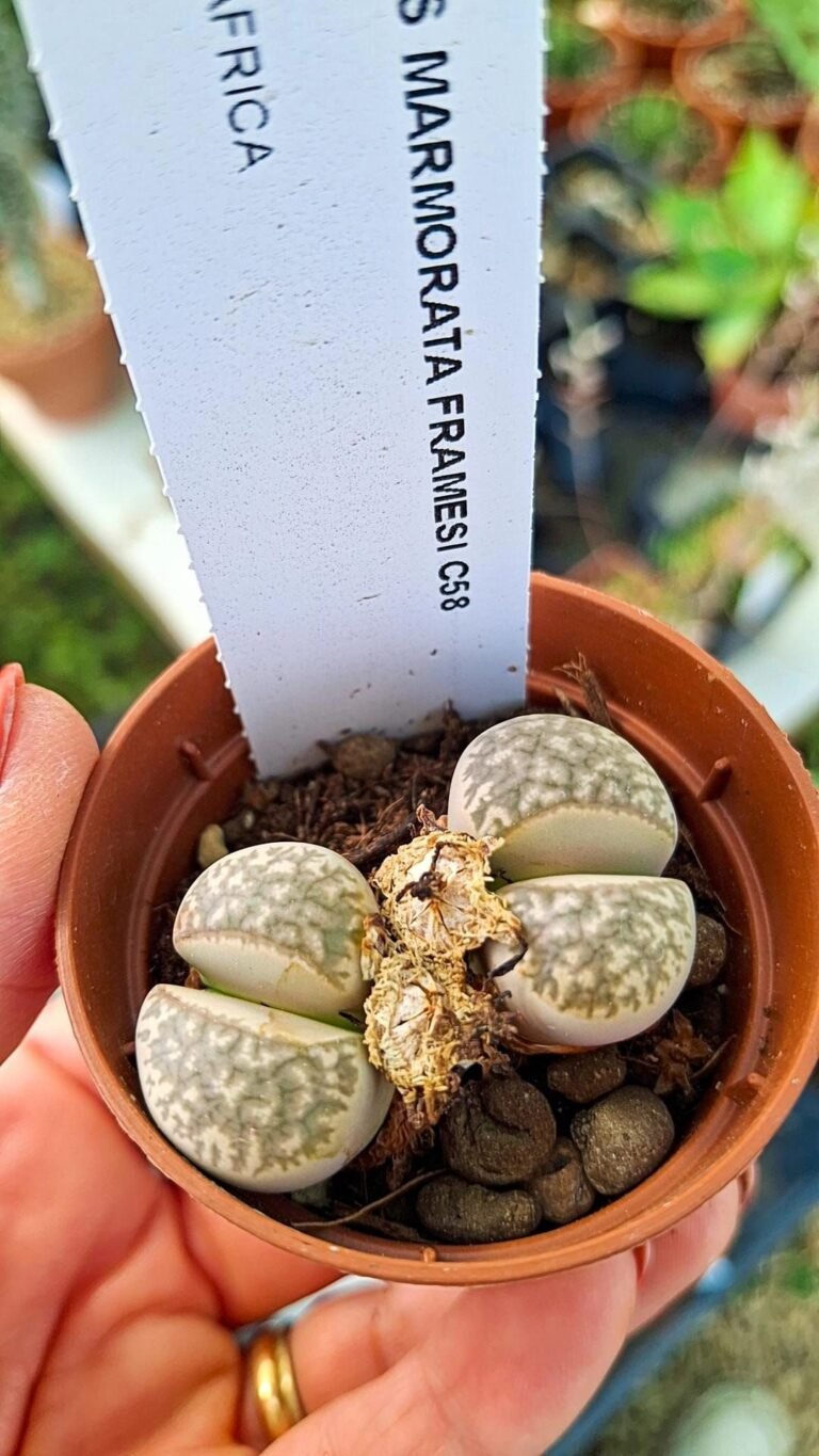 Lithops marmorata framesi