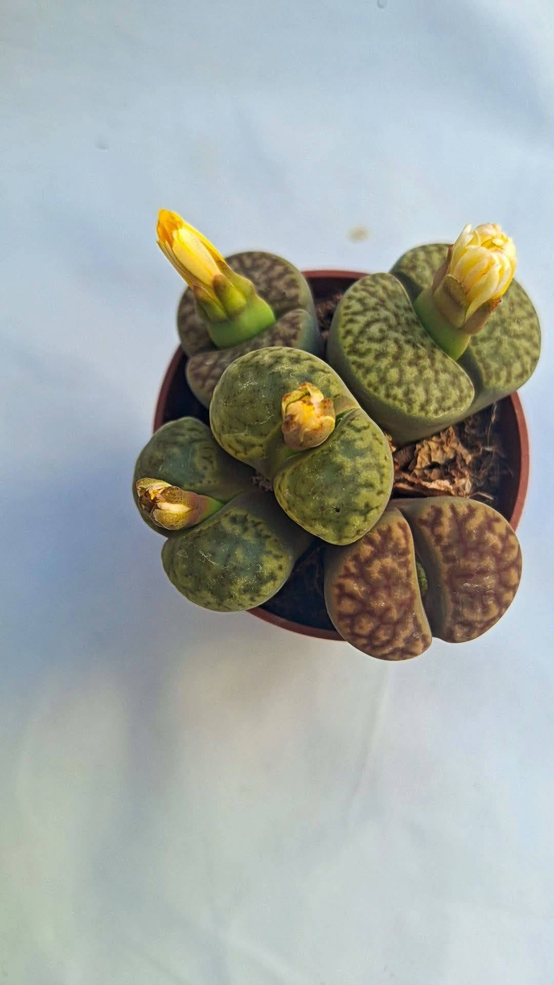 Lithops mix