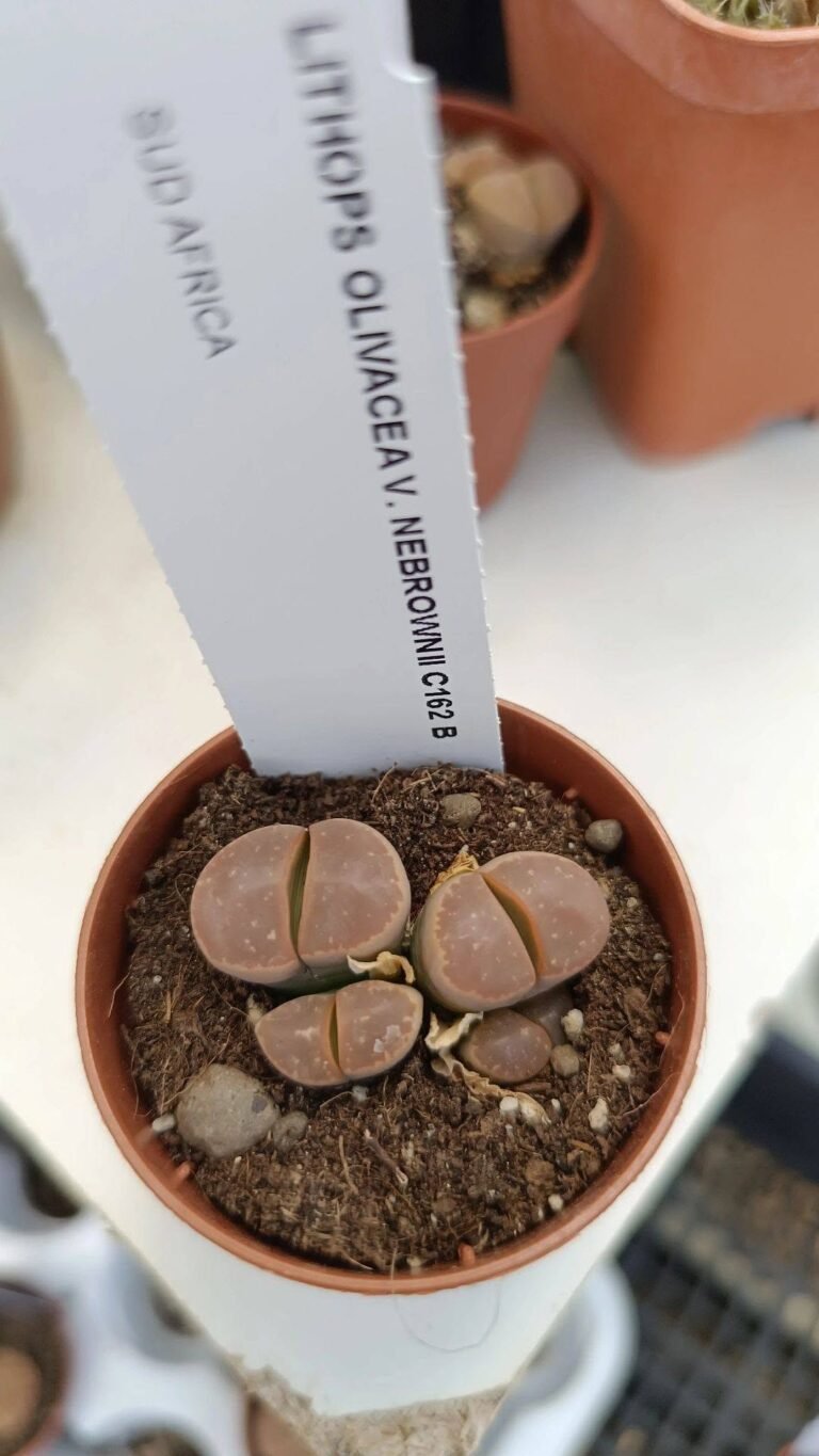 Lithops olivacea v. Nebrownii