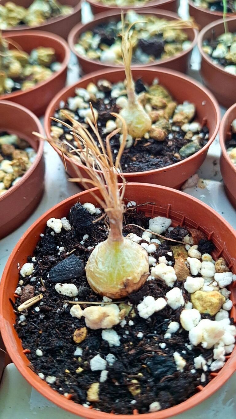 Ornithogalum Lithopsoides