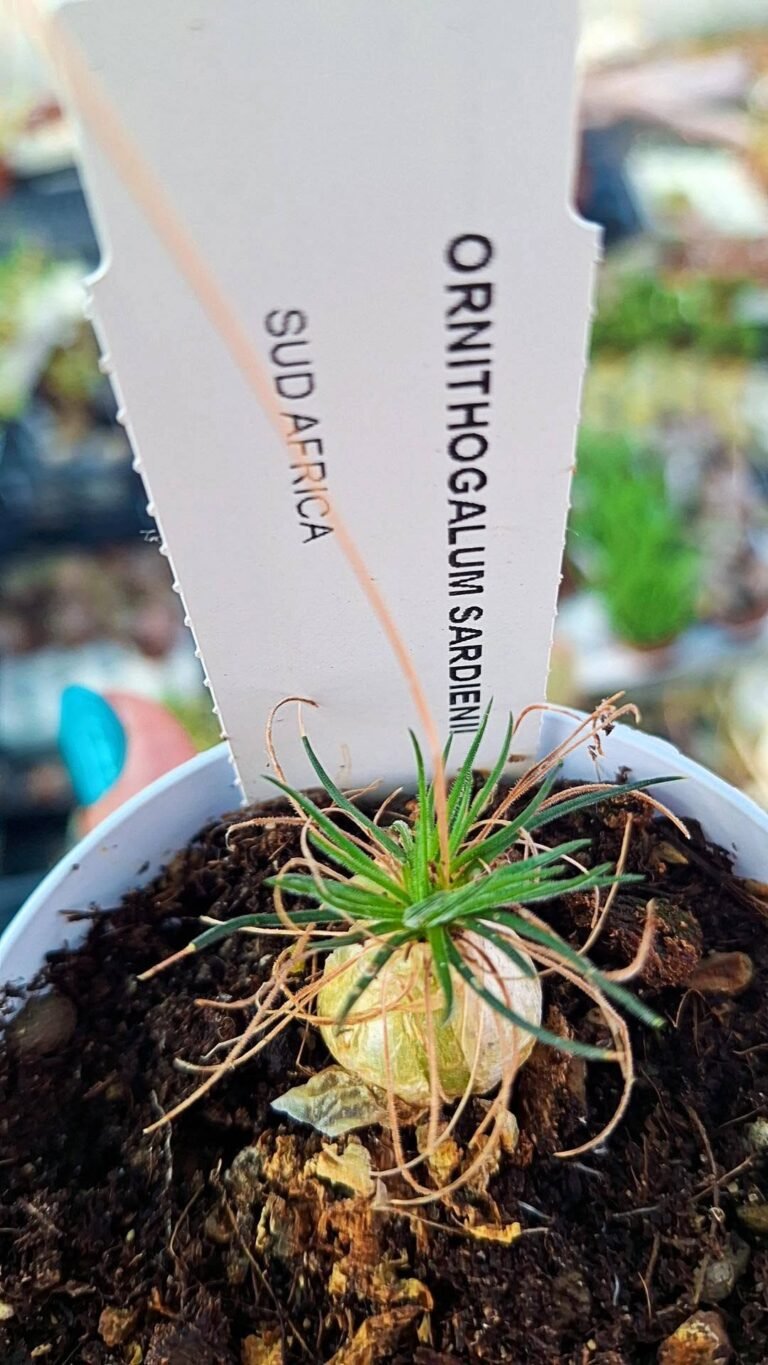 Ornithogalum sardienii