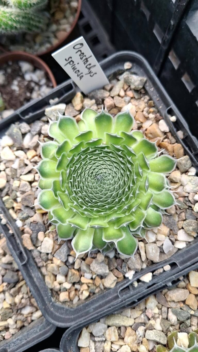 Orostachys Spinosa
