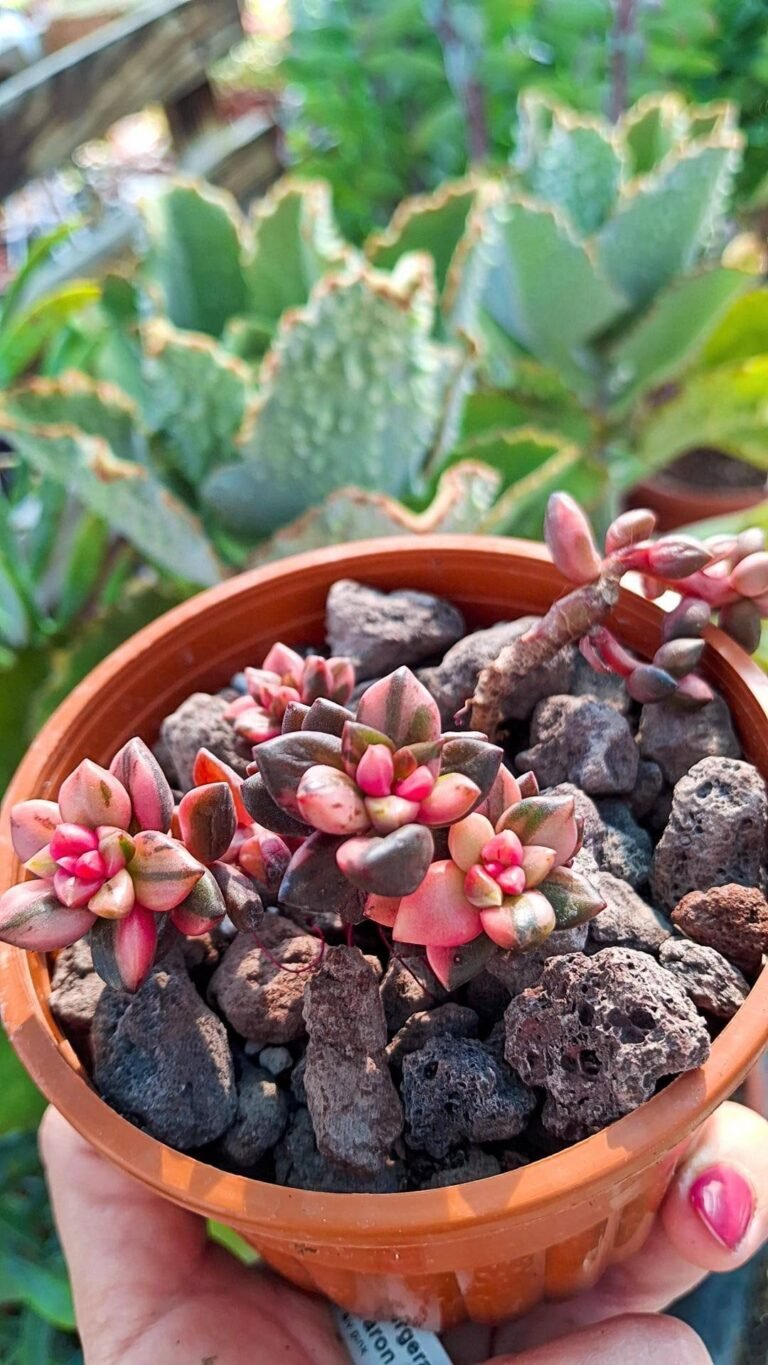Pachyphytum Pink Valentine variegated cluster korean