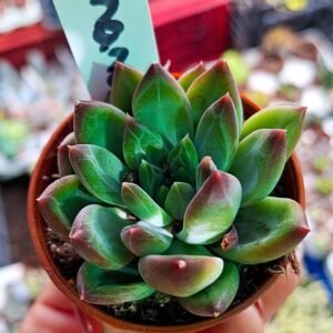 Pachyphytum comanche