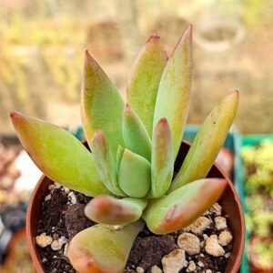 Echeveria colorata Mexican giant x pachyphytum fittkaui