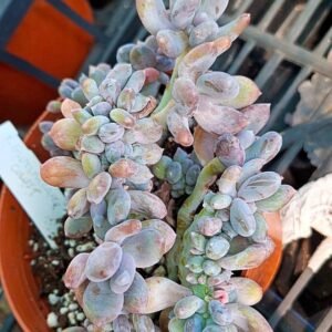 Pachyphytum glutinicaule crestata