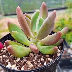 Pachyphytum gun gan