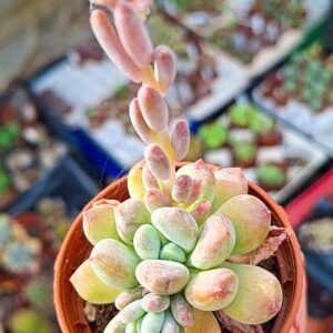 Pachyphytum sp